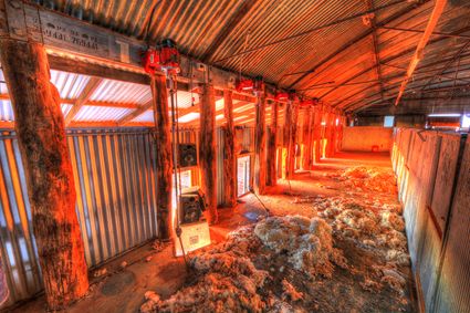 Bucklow Station - Woolshed - NSW SQ (PB5D 00 2706)